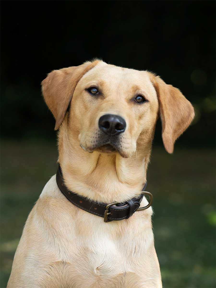 DUBARRY Axel Leather Dog Collar - Mahogany - Image 2