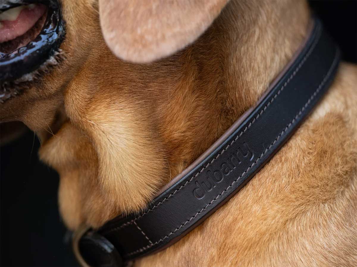 DUBARRY Axel Leather Dog Collar - Mahogany - Image 3