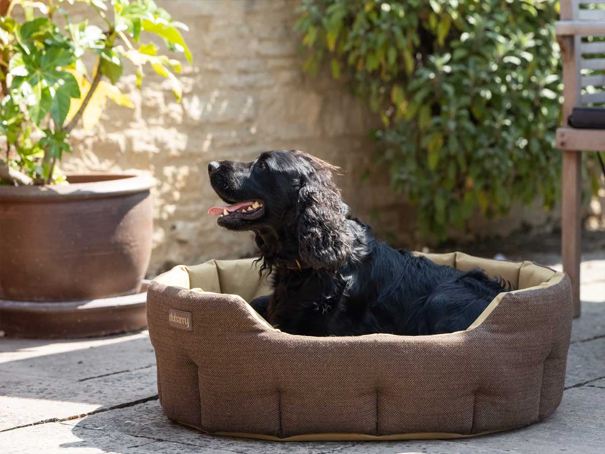 DUBARRY Buster Tweed Reversible Dog Bed - Mocha - Image 4