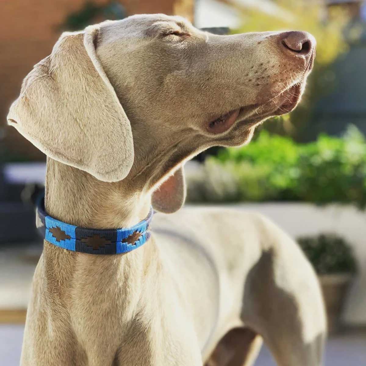 PAMPEANO Dog Collar - Azules - Image 2