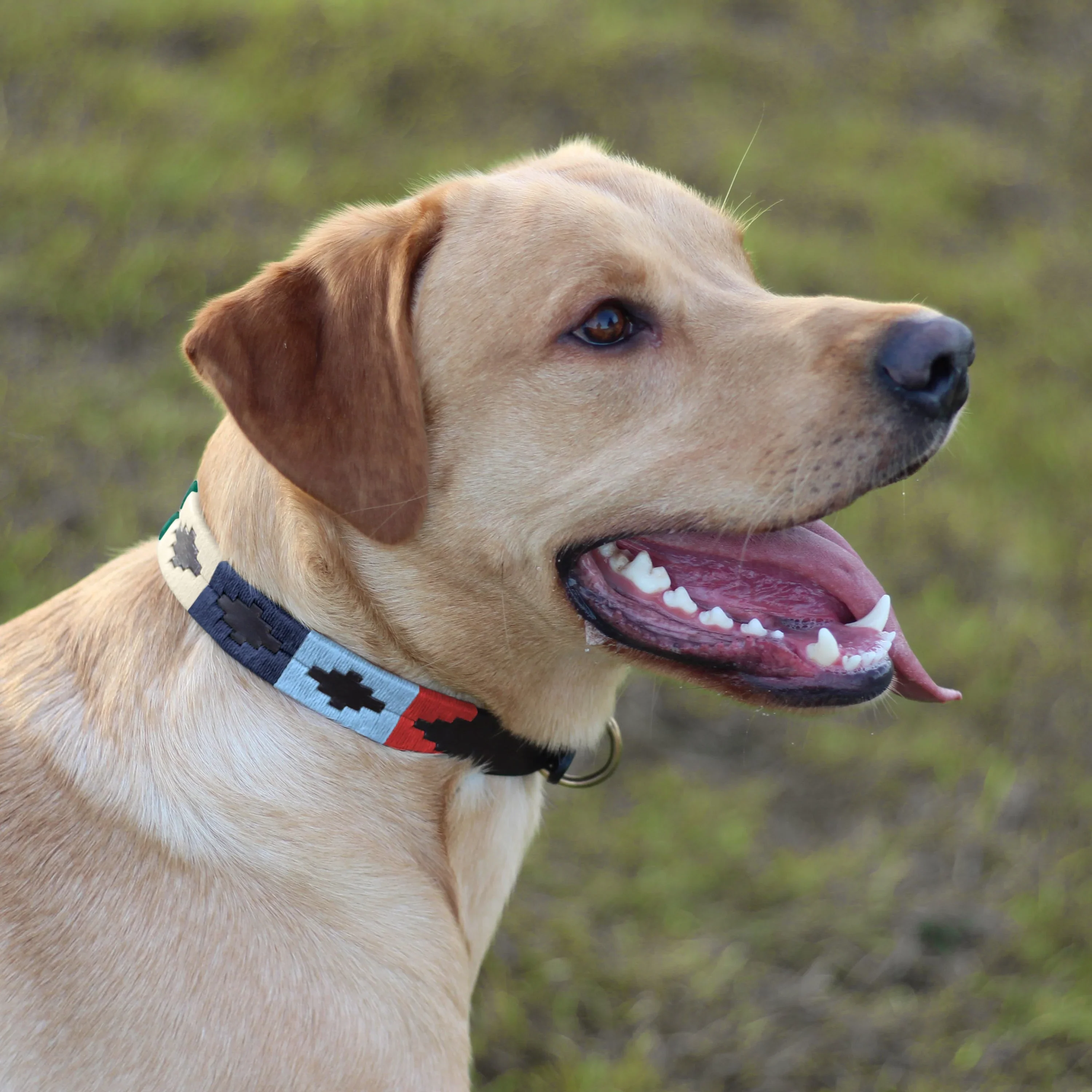 PAMPEANO Dog Collar - Multi - Image 2