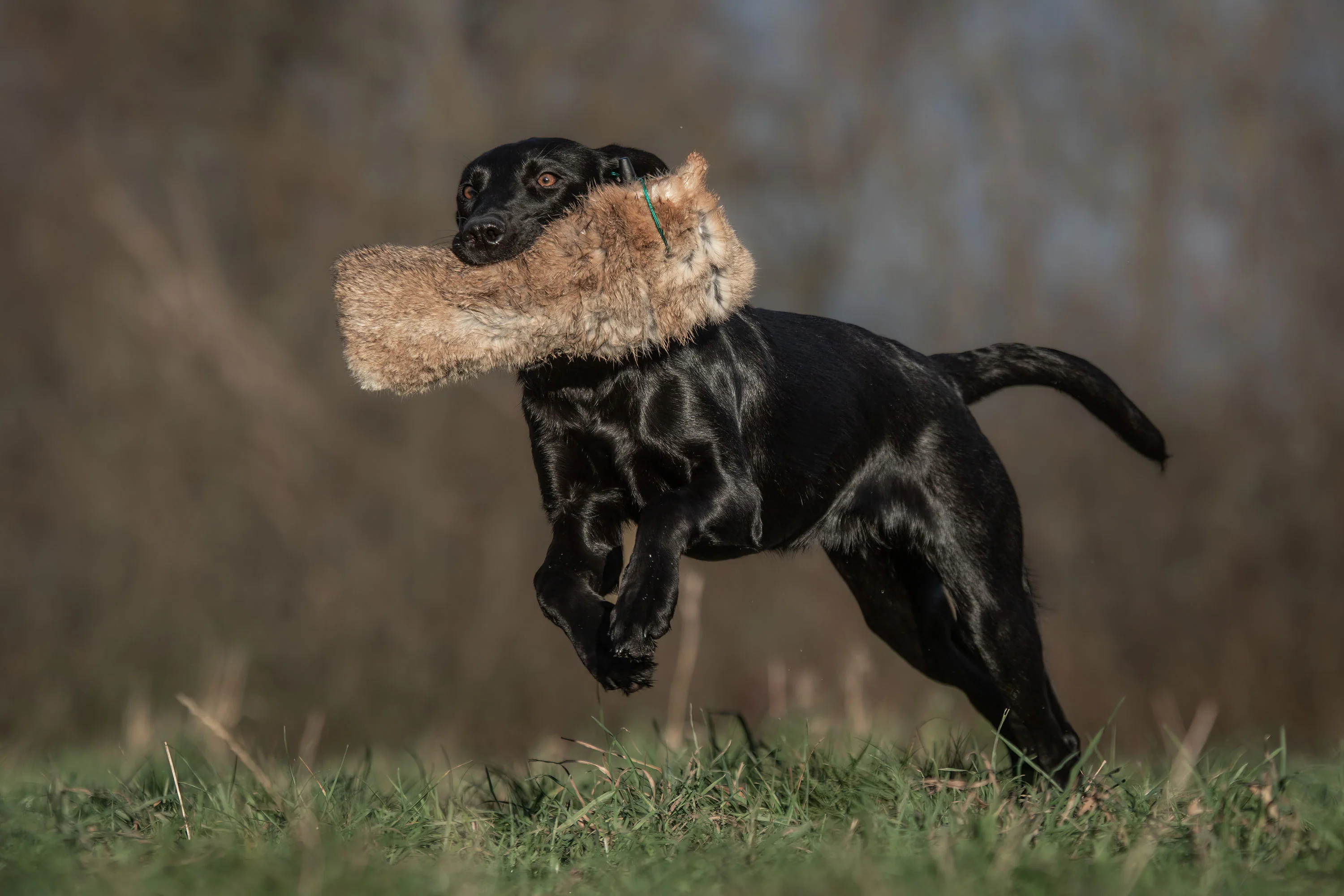 SPORTING SAINT 1 lb Rabbit Dummy With Throwing Toggle - Image 3