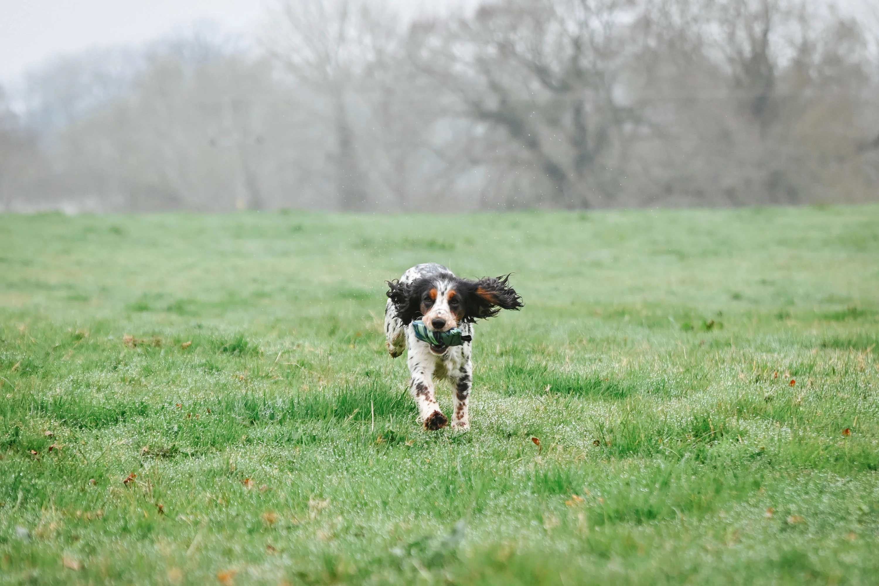 SPORTING SAINT Puppy Dummy - Image 11
