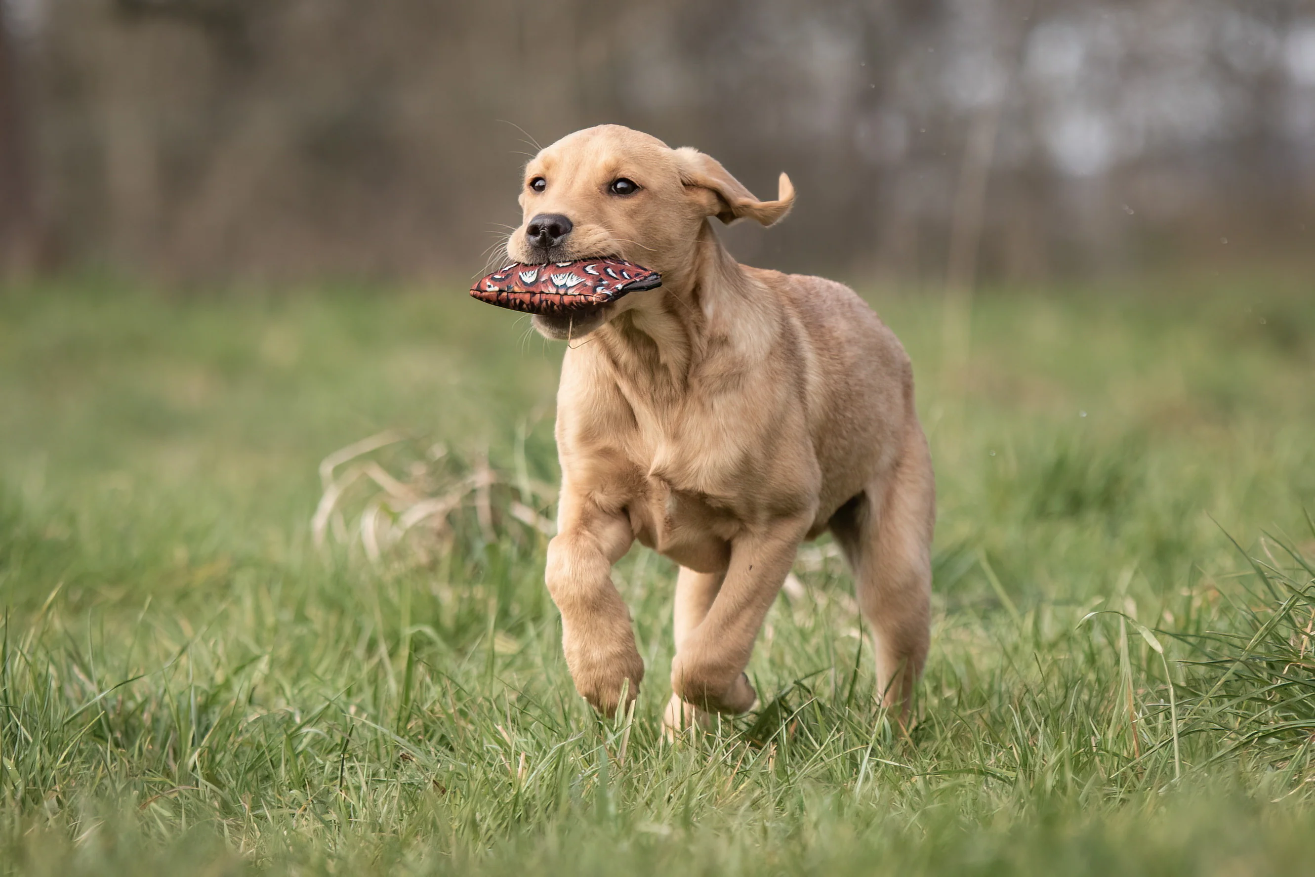 SPORTING SAINT Puppy Dummy - Image 2